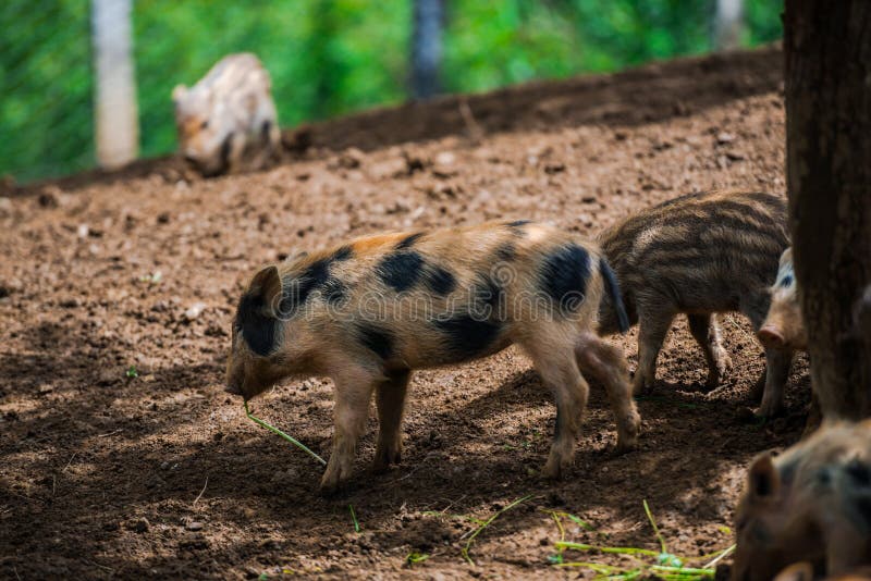 Dzikie dziki zdjęcie royalty free