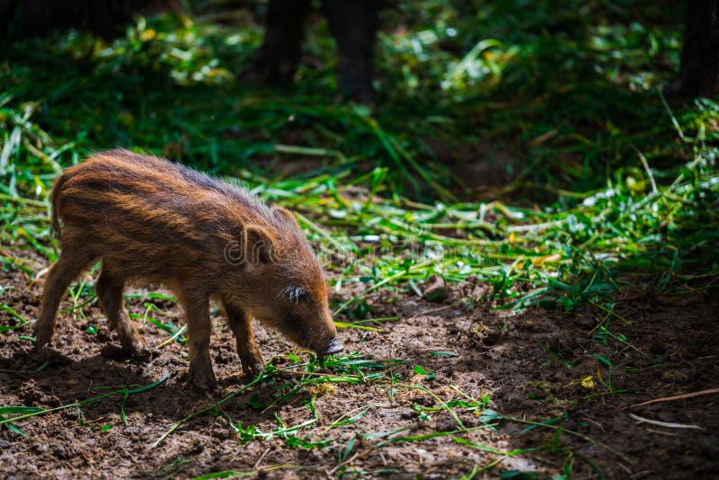 Dzikie dziki zdjęcia royalty free