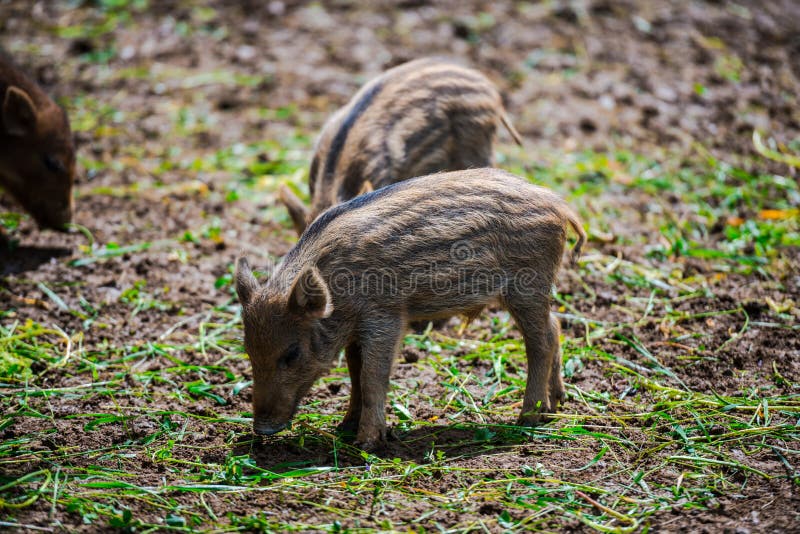Dzikie dziki obrazy stock