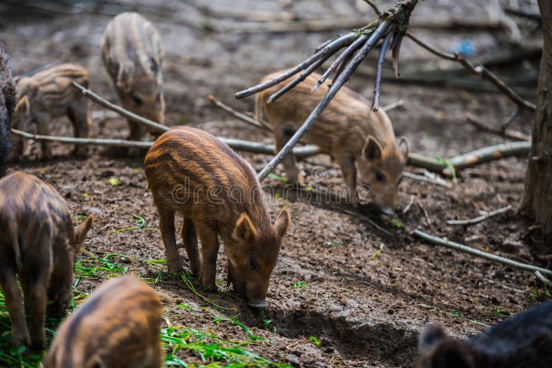 Dzikie dziki obraz royalty free