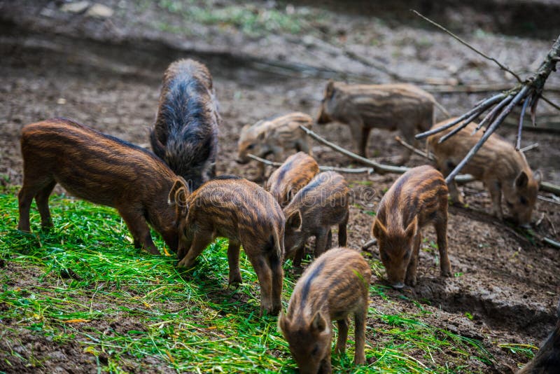 Dzikie dziki fotografia royalty free