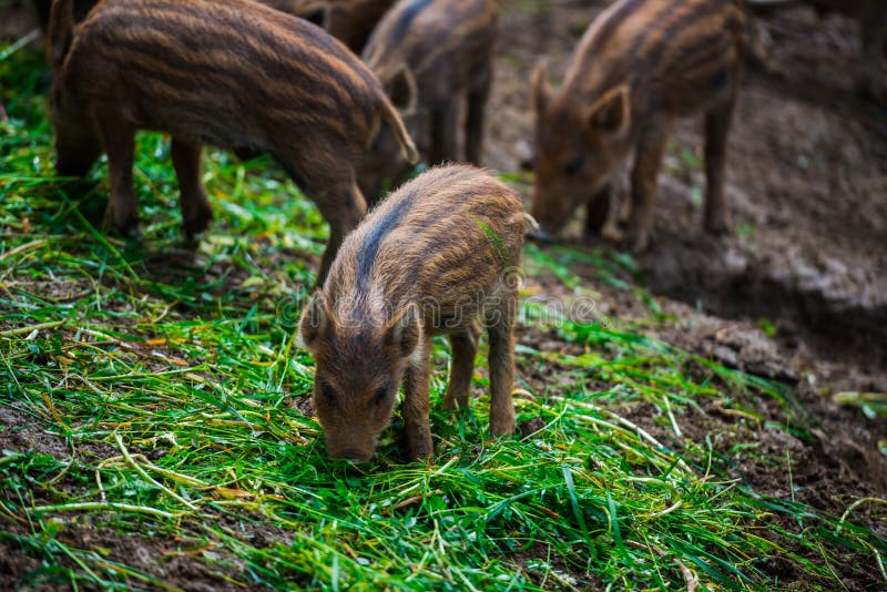 Dzikie dziki obrazy royalty free