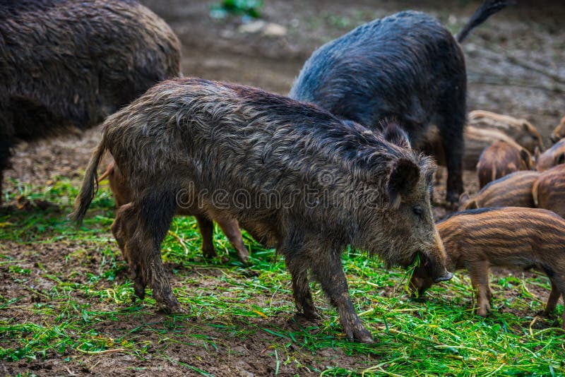 Dzikie dziki obraz royalty free