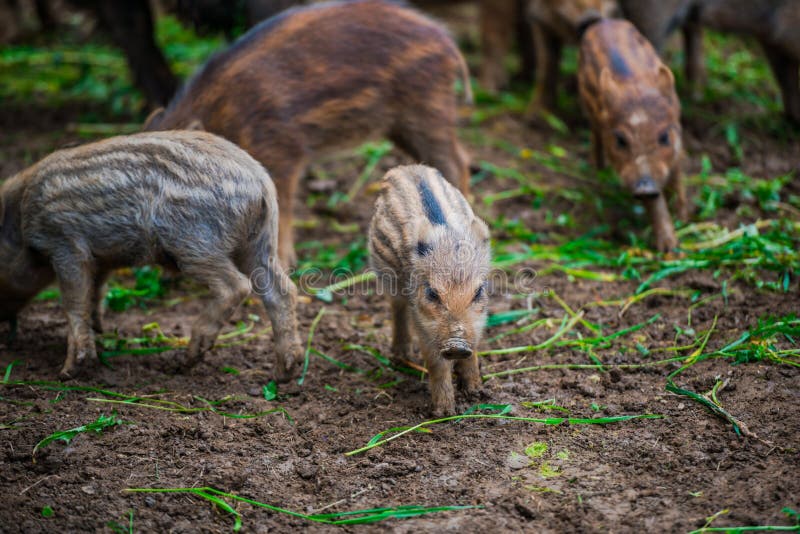 Dzikie dziki obrazy royalty free