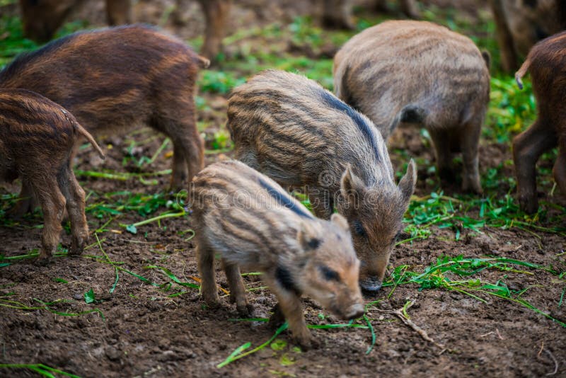 Dzikie dziki fotografia stock