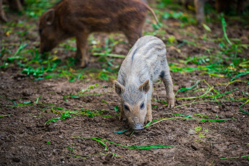 Dzikie dziki fotografia royalty free