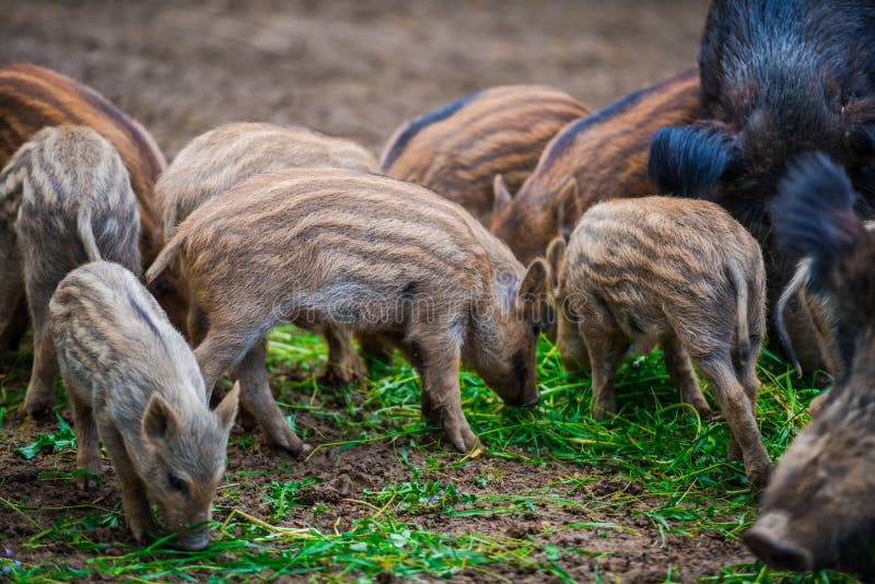Dzikie dziki zdjęcie stock