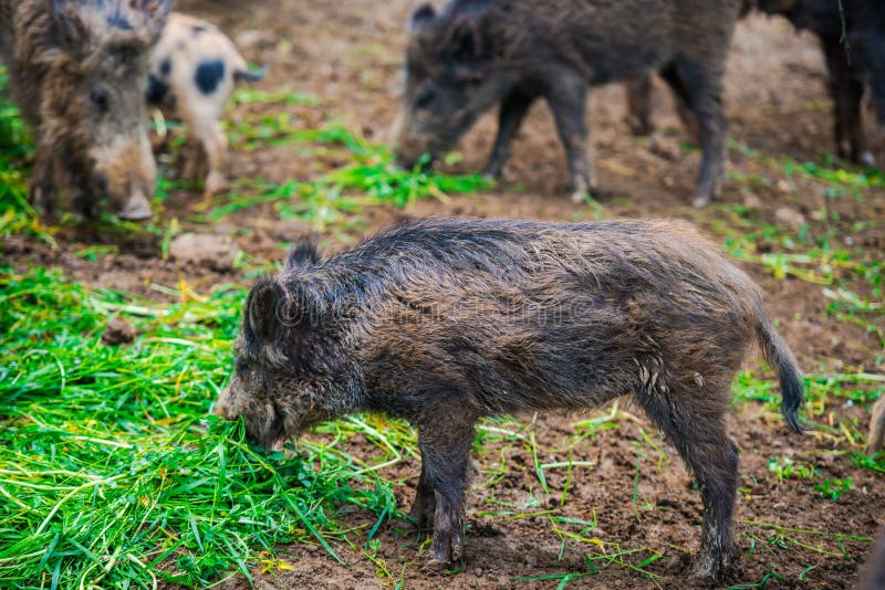 Dzikie dziki zdjęcia royalty free