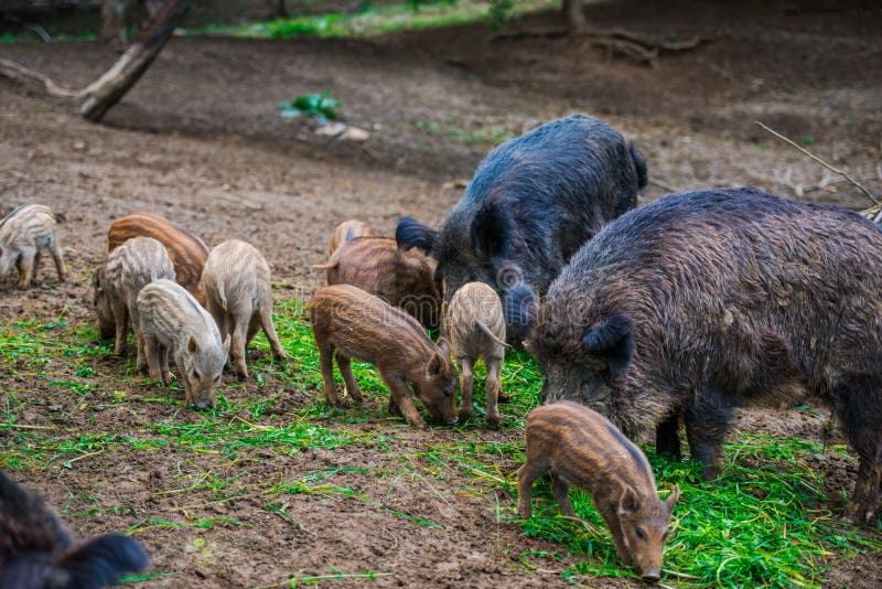 Dzikie dziki fotografia stock