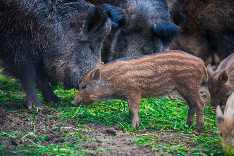 Dzikie dziki zdjęcie royalty free