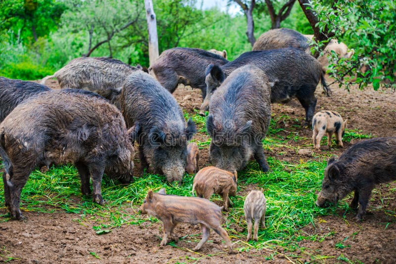 Dzikie dziki fotografia royalty free
