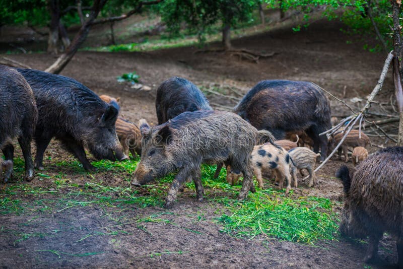 Dzikie dziki fotografia stock