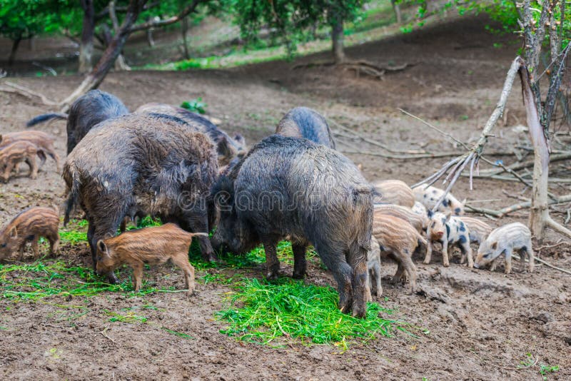 Dzikie dziki zdjęcie stock