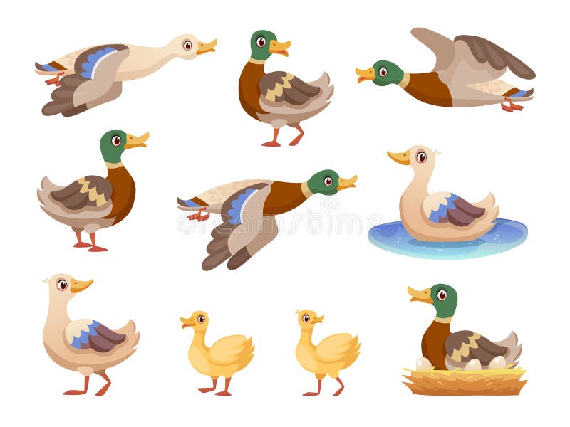 Dzikie kaczki. Cartoon mallard anas platyrhynchos europa kaczka z muchą skrzydłową lub pływaniem w stawie natura ptaków wodnych ilustracja wektor