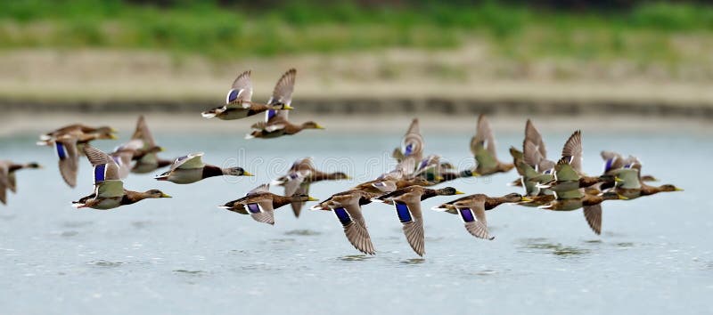 Dzikie kaczki lata nad jeziorem