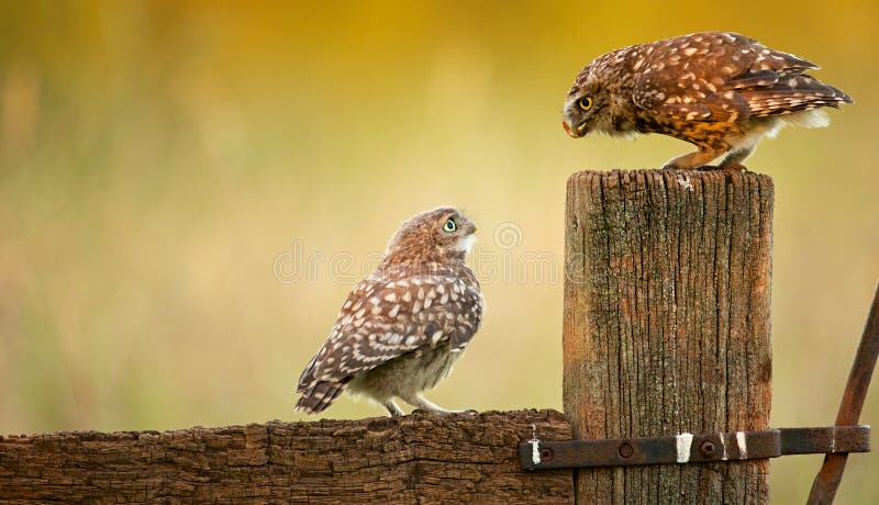 Dzikie małe sowy zdjęcia royalty free