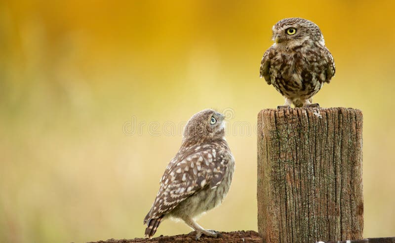 Dzikie małe sowy zdjęcie royalty free