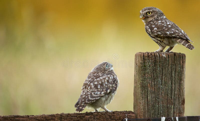 Dzikie małe sowy zdjęcia stock