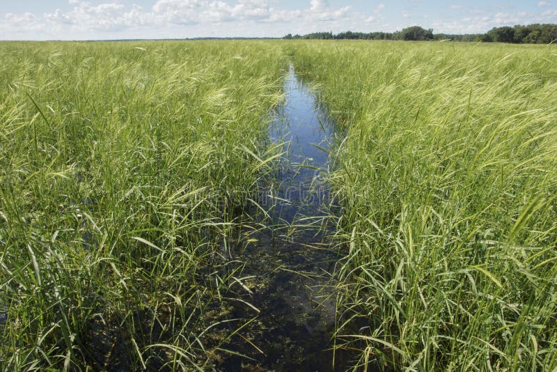 A watery path through a thick stand of wild rice. A watery path through a thick stand of wild rice.