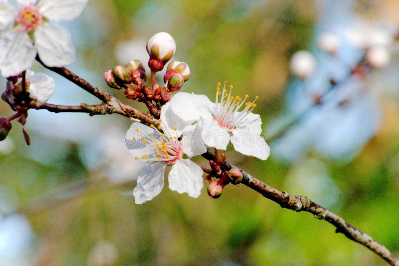Dzikiej śliwki okwitnięcie Na wiosna ranku - Prunus Domestica A piechurzy Zachwycają obrazy stock Dzikiej śliwki okwitnięcie Na wiosna ranku - Prunus Domestica A piechurzy Zachwycają obrazy stock