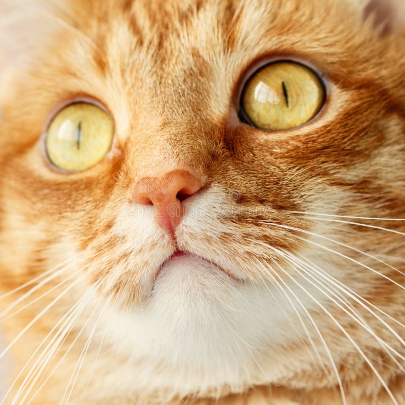 Funny ginger cat`s surprised face close-up, selective focus on nose. Funny ginger cat`s surprised face close-up, selective focus on nose