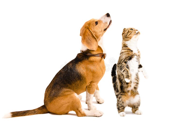 Dziwny pies beagle i kot szkocki fotografia stock