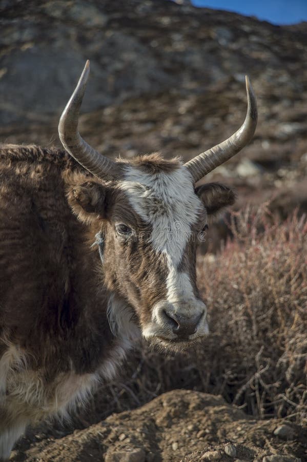 Dzo, hybrid between the yak and domestic cattle. Used as pack