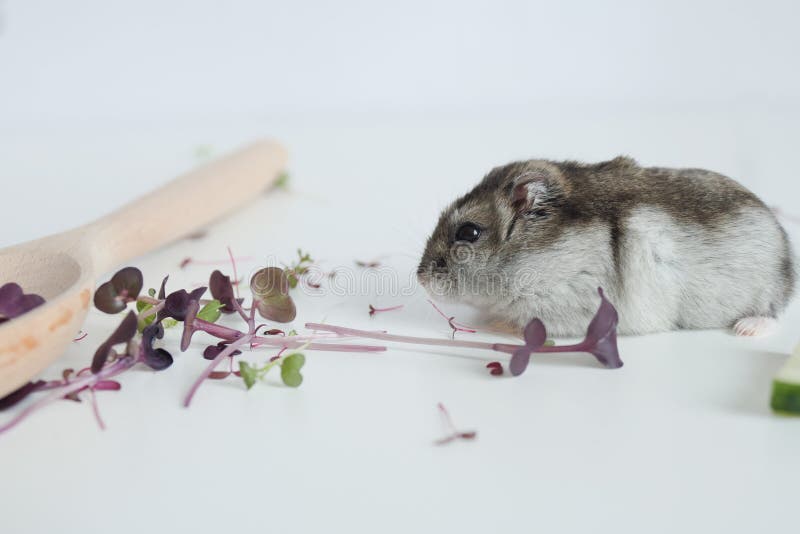 The hamster eats fresh microgreens on a white table. Healthy food, diet food. Superfood, sprouts. Rodent eating grass. The hamster eats fresh microgreens on a white table. Healthy food, diet food. Superfood, sprouts. Rodent eating grass