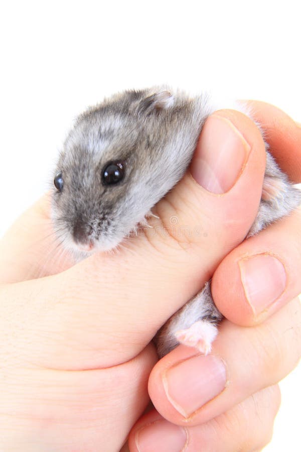 Dzungarian Hamster In Human Hand Stock Photo - Image of animal, young