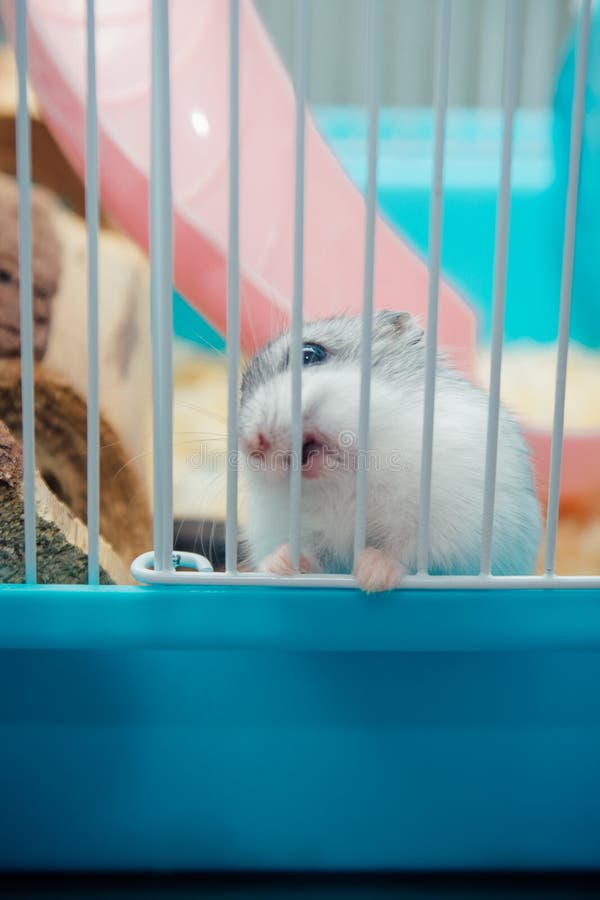 Angry Hamster Stock Photos Free & RoyaltyFree Stock Photos from