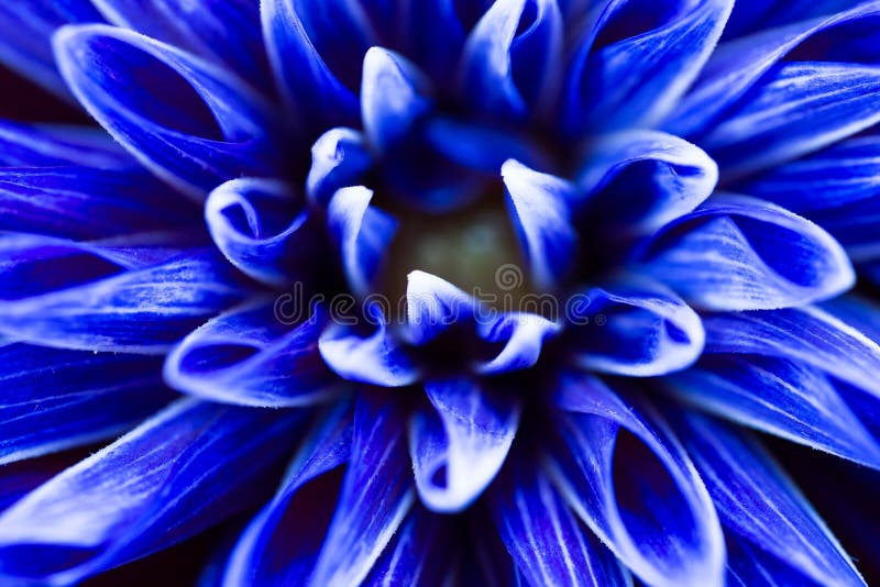 Dália azul imagem de stock royalty free Dália azul imagem de stock royalty free