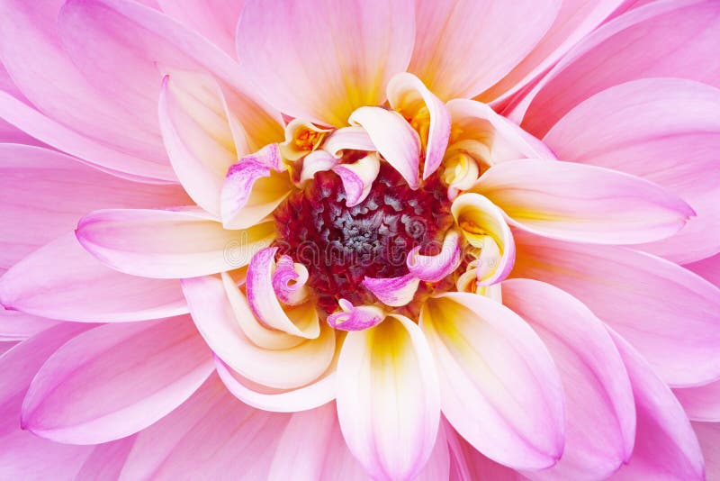 Dália cor-de-rosa imagens de stock royalty free Dália cor-de-rosa imagens de stock royalty free