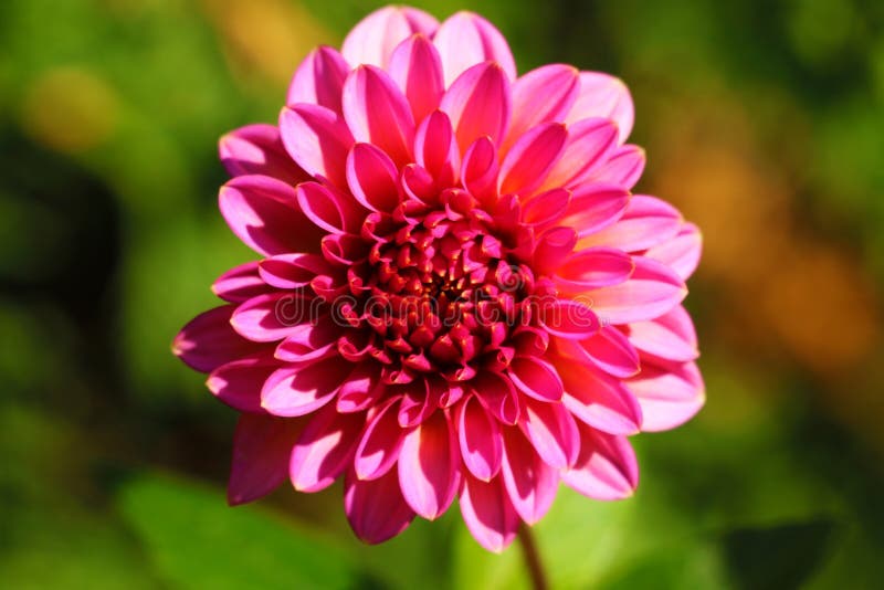 Dália vermelha Dália de florescência vermelha bonita com um fundo cinzento Opinião próxima a dália vermelha com meio amarelo para fotografia de stock Dália vermelha Dália de florescência vermelha bonita com um fundo cinzento Opinião próxima a dália vermelha com meio amarelo para fotografia de stock