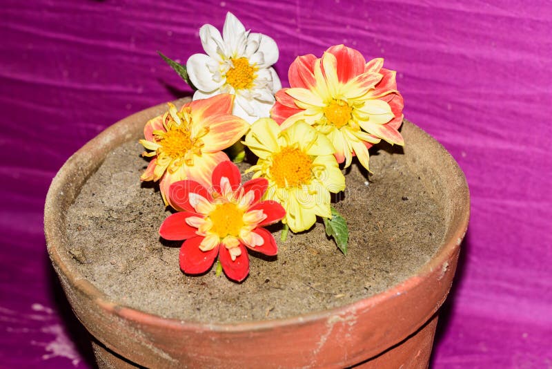 Dália ‘bispo de Llandaff ‘, cosmos mexicano do áster ou do jardim e deserto Rose Adenium em uma cubeta da flor da lama foto de stock Dália ‘bispo de Llandaff ‘, cosmos mexicano do áster ou do jardim e deserto Rose Adenium em uma cubeta da flor da lama foto de stock