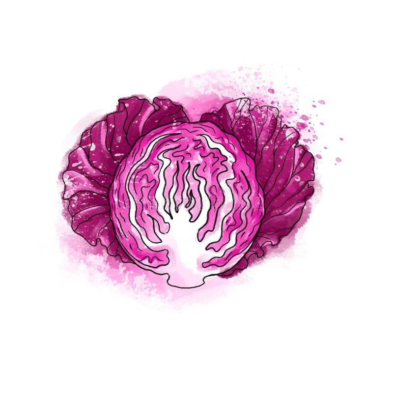 Dé la lechuga de col roja fresca brillante colorida exhausta del radicchio s stock de ilustración