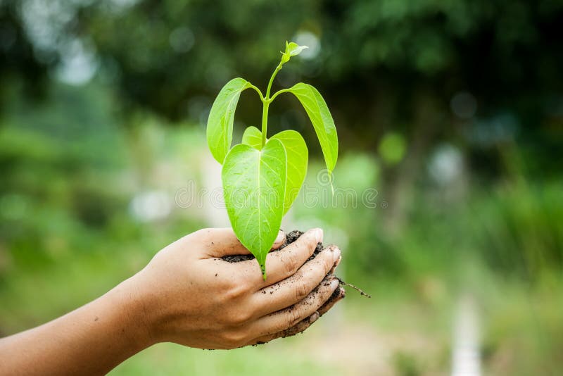 Dé sostener el árbol joven en el suelo para preparan la planta en la tierra imagen de archivo Dé sostener el árbol joven en el suelo para preparan la planta en la tierra imagen de archivo