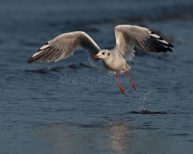 Début de mouette à voler photos stock Début de mouette à voler photos stock