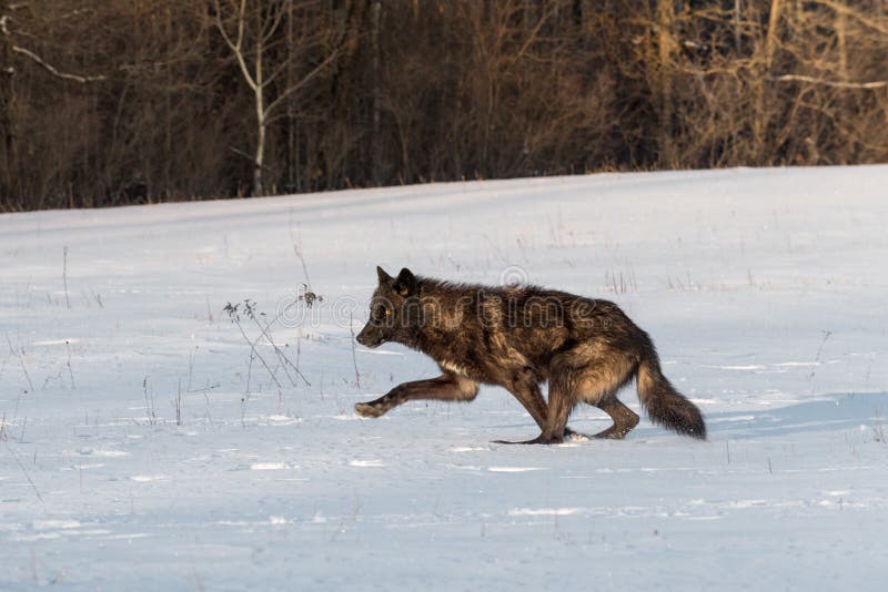 Débuts noirs de lupus de Grey Wolf Canis de phase fonctionnant à gauche photographie stock Débuts noirs de lupus de Grey Wolf Canis de phase fonctionnant à gauche photographie stock