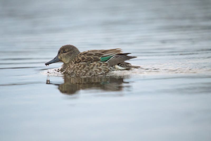 Déchets verts ailés reposant au bord du lac images libres de droits