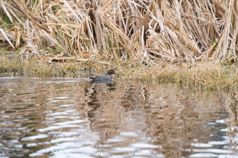 Déchets verts ailés reposant au bord du lac images stock