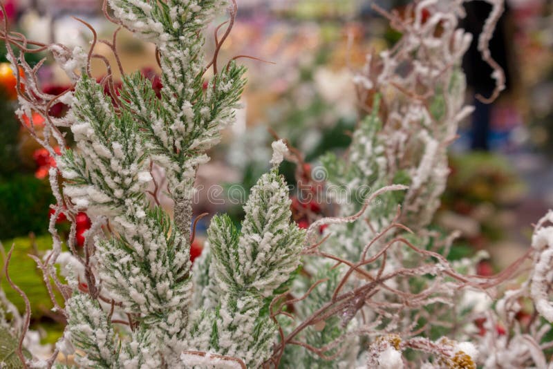 Décoration de Noël avec la branche de pin blanc dans la neige et les baies rouges du vibrunum Fond de décoration de Joyeux Noël image stock Décoration de Noël avec la branche de pin blanc dans la neige et les baies rouges du vibrunum Fond de décoration de Joyeux Noël image stock