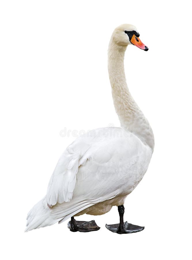 Découpage blanc de cygne muet photographie stock libre de droits Découpage blanc de cygne muet photographie stock libre de droits