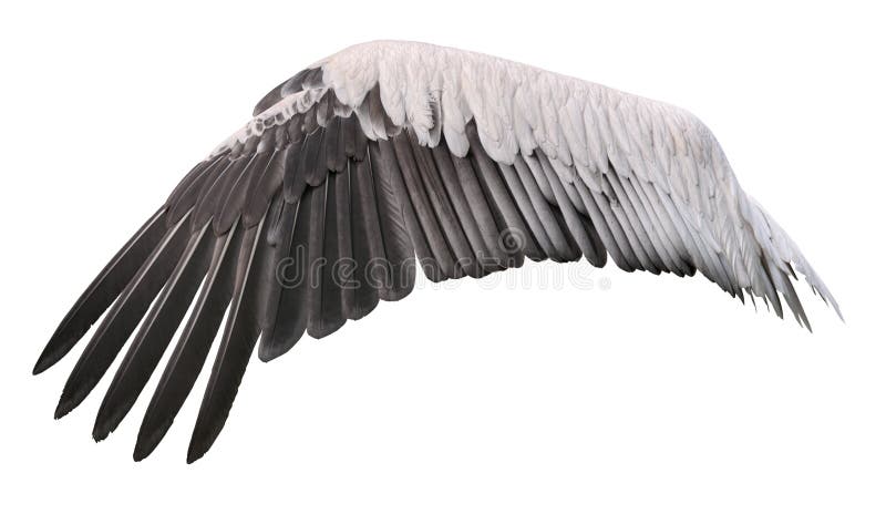 Découpage d'aile d'oiseau Découpage d'aile d'oiseau