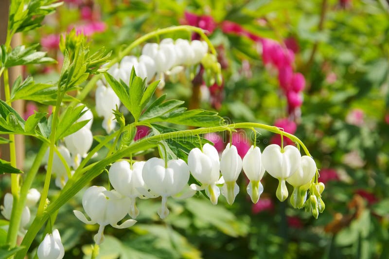 Bleeding heart flower in spring. Bleeding heart flower in spring