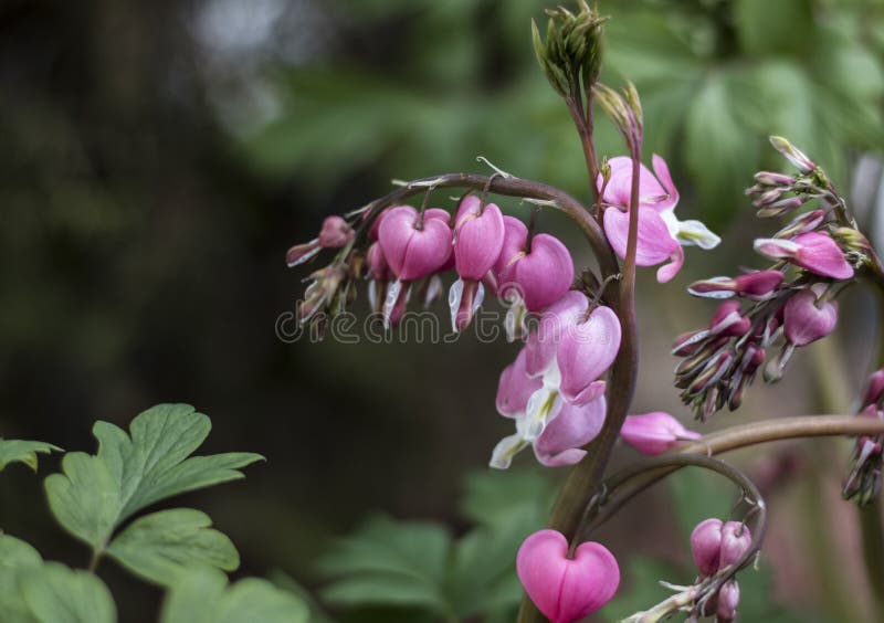 Bleeding heart are some of the first blooms of spring. Bleeding heart are some of the first blooms of spring.