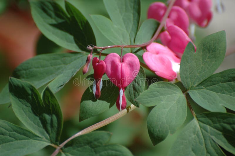 Red bleeding heart plant in bloom. Red bleeding heart plant in bloom.