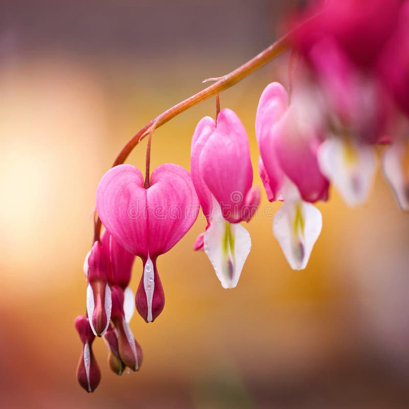 Beautiful perennial colloquially called bleeding heart. Beautiful perennial colloquially called bleeding heart