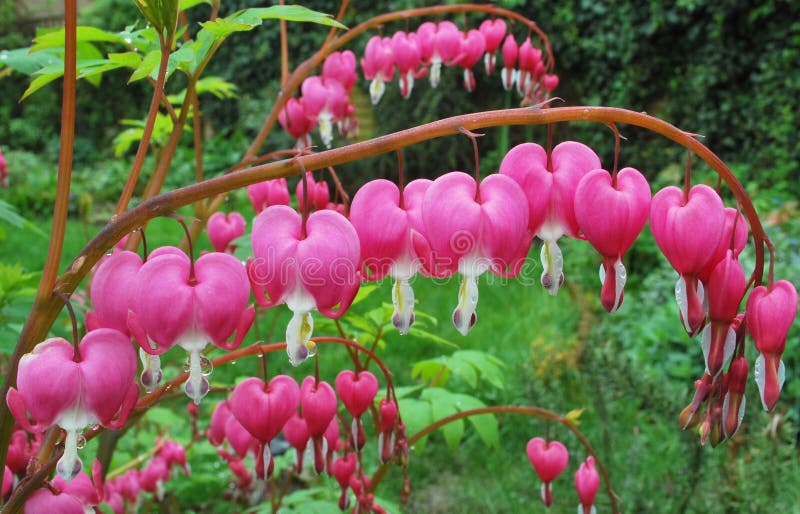 Beautiful bleeding heart flower in the garden. Beautiful bleeding heart flower in the garden