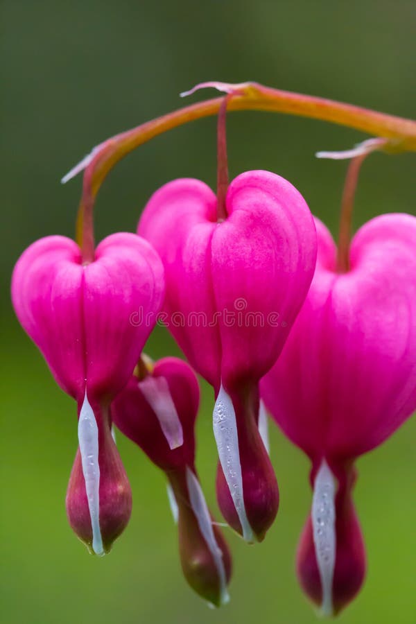 A group of bleeding hearts (Dicentra spectabilis). A group of bleeding hearts (Dicentra spectabilis)
