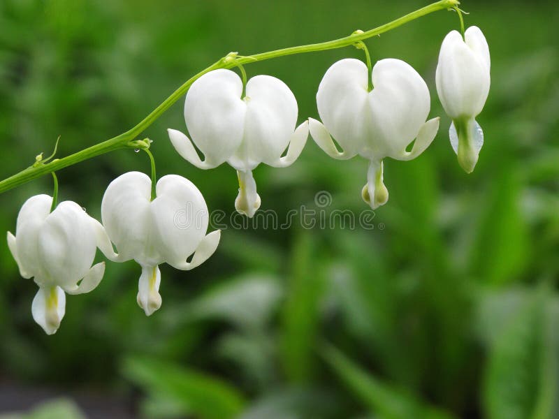 Closeup of five white bleeding heart flowers. Closeup of five white bleeding heart flowers